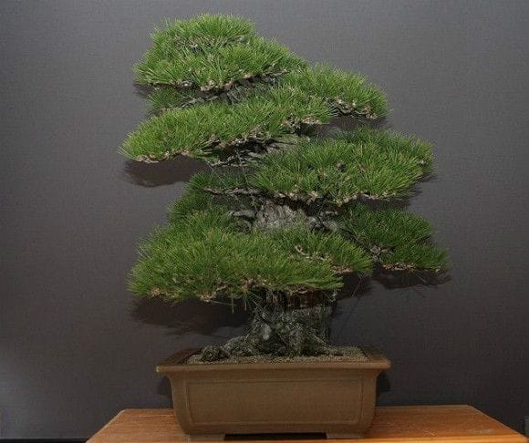 特別な逸品！山木 山採り 赤松 推定数百年 ジン シャリ 大品