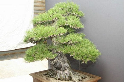 【一点物 匠の盆栽】山採り黒松 大品盆栽 樹齢100年