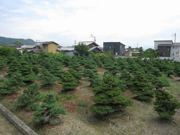 五葉松 大品盆栽 樹齢100年の一点物盆栽を販売｜盆栽妙 – 盆栽妙