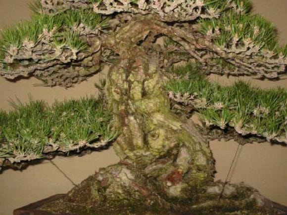 淡路黒松【山採り】 大品盆栽 樹齢300年の一点物盆栽を販売｜盆栽妙