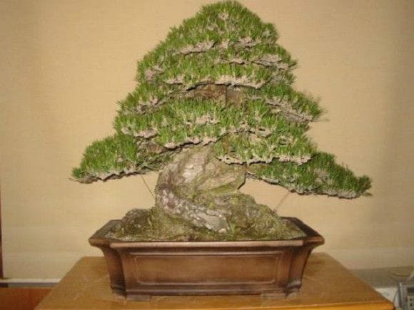 淡路黒松【山採り】 大品盆栽 樹齢300年の一点物盆栽を販売