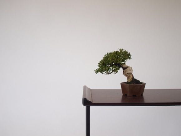 真柏 1点もの No.134の盆栽を販売｜教材は盆栽妙 – 盆栽妙 本店