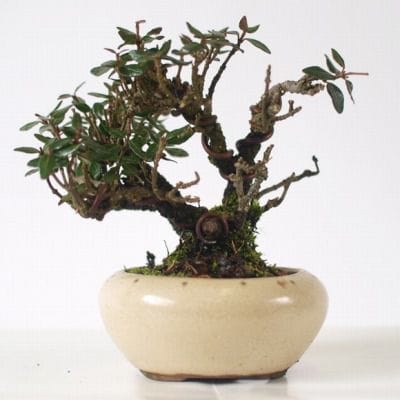 チリメンカズラ　1点もの No.135