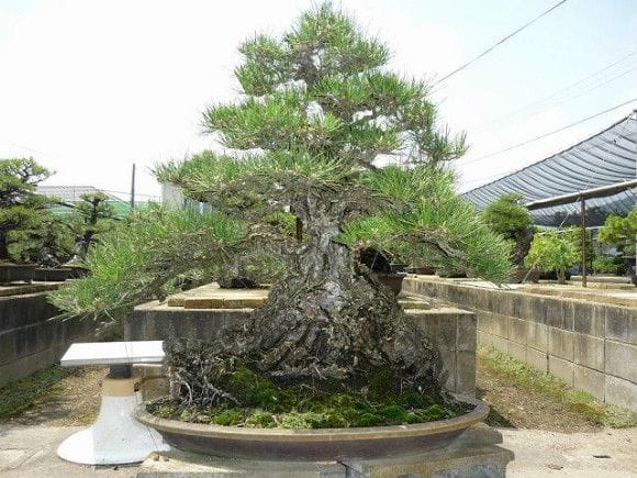 【一点物 匠の盆栽】山採り黒松 大品盆栽 樹齢300年