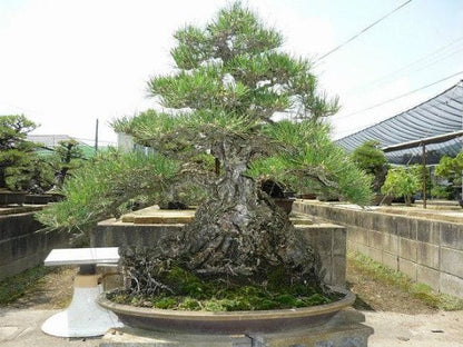【一点物 匠の盆栽】山採り黒松 大品盆栽 樹齢300年