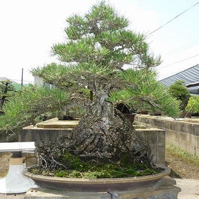 【一点物 匠の盆栽】山採り黒松 大品盆栽 樹齢300年