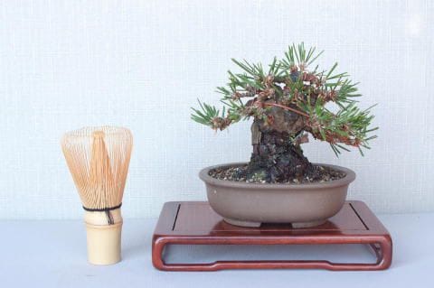 【一点物】盆栽・松の七宝焼 一点物】盆栽・松の七宝焼
