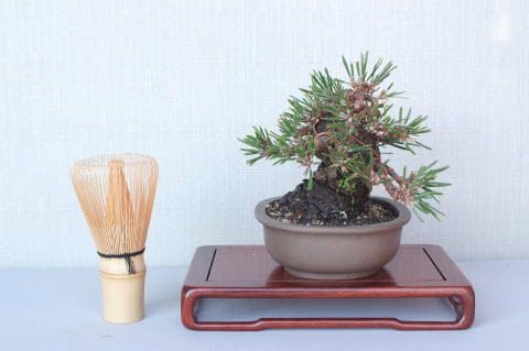 【一点物】盆栽・松の七宝焼 一点物】盆栽・松の七宝焼