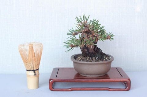 盆栽・松の七宝焼 盆栽・松の七宝焼