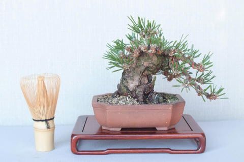 一点物 匠の盆栽】 黒松 瑞宝 No.53｜盆栽妙 – 盆栽妙 本店