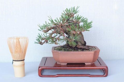 【一点物 匠の盆栽】 黒松 瑞宝 No.53