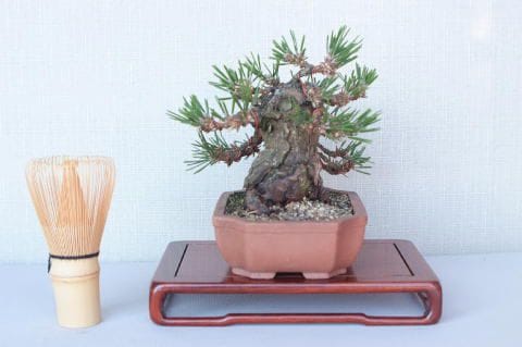 【一点物 匠の盆栽】 黒松 瑞宝 No.53