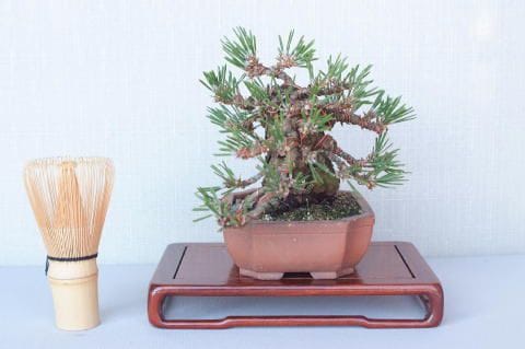 【一点物 匠の盆栽】 黒松 瑞宝 No.53