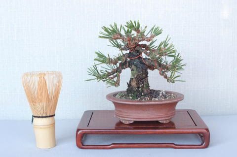 【一点物 匠の盆栽】 黒松 瑞宝 No.54
