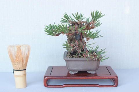 一点物 匠の盆栽】 黒松 瑞宝 No.55｜盆栽妙 – 盆栽妙 本店