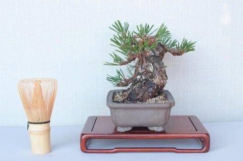 一点物 匠の盆栽】 黒松 瑞宝 No.55｜盆栽妙 – 盆栽妙 本店