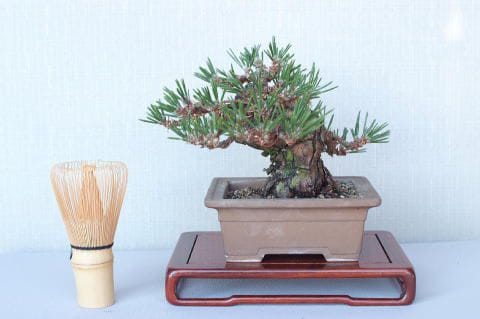 一点物 匠の盆栽】 黒松 瑞宝 No.56｜盆栽妙 – 盆栽妙 本店