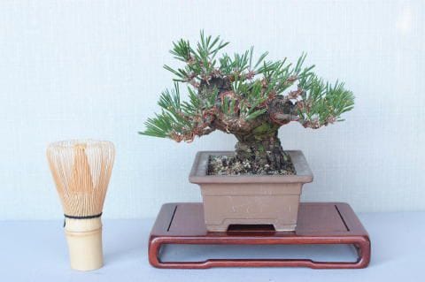 【一点物 匠の盆栽】 黒松 瑞宝 No.56