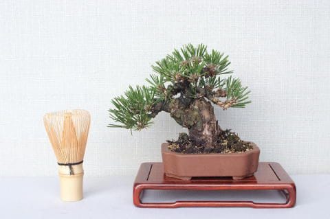 【一点物 匠の盆栽】 黒松 瑞宝 No.57