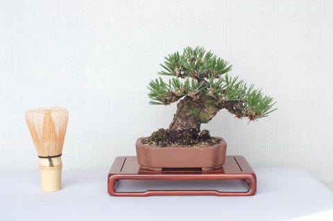 【一点物 匠の盆栽】 黒松 瑞宝 No.57