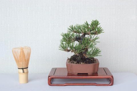 【一点物 匠の盆栽】 黒松 瑞宝 No.57