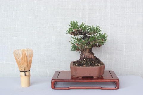 【一点物 匠の盆栽】 黒松 瑞宝 No.57