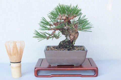 【一点物 匠の盆栽】 黒松 瑞宝 No.58