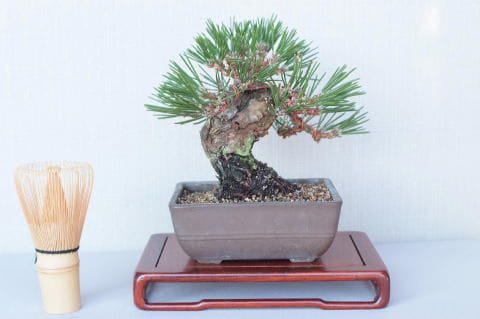 【一点物 匠の盆栽】 黒松 瑞宝 No.58