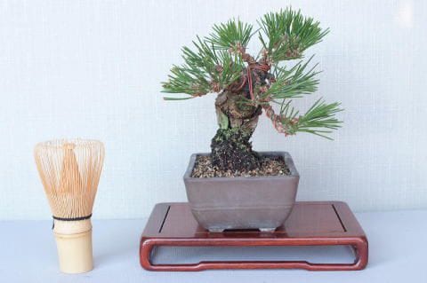 【一点物 匠の盆栽】 黒松 瑞宝 No.58