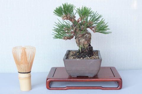 【一点物 匠の盆栽】 黒松 瑞宝 No.58