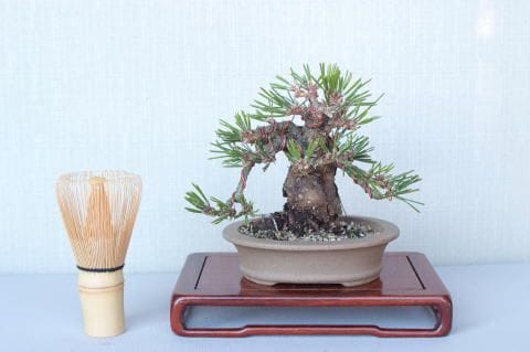 【一点物 匠の盆栽】 黒松 瑞宝 No.59