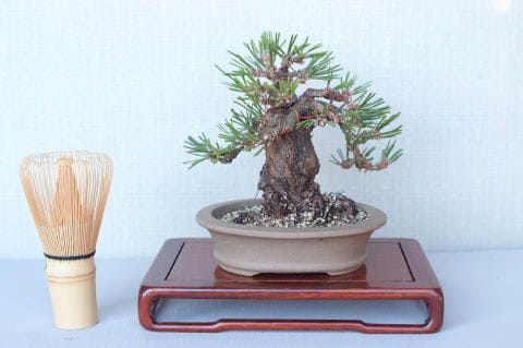 【一点物 匠の盆栽】 黒松 瑞宝 No.59