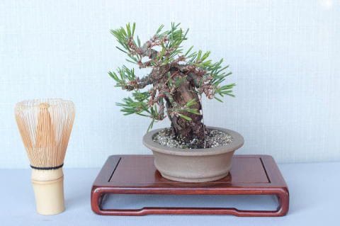 【一点物 匠の盆栽】 黒松 瑞宝 No.59