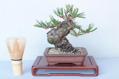 【一点物】盆栽・松の七宝焼 一点物】盆栽・松の七宝焼
