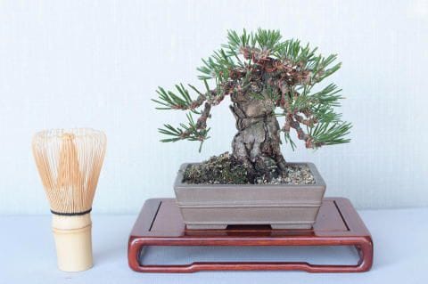【一点物 匠の盆栽】 黒松 瑞宝 No.61
