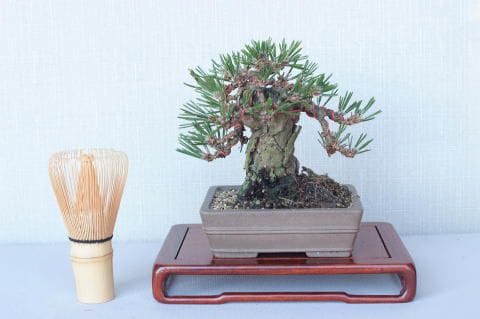 【一点物 匠の盆栽】 黒松 瑞宝 No.61