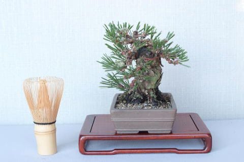 【一点物 匠の盆栽】 黒松 瑞宝 No.61