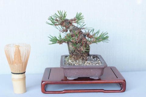 【一点物 匠の盆栽】 黒松 瑞宝 No.62