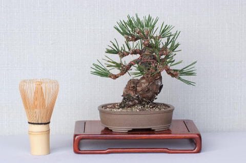 【値下げ】 一点物 匠の盆栽】 本店 盆栽妙 – No.64｜盆栽妙 瑞宝 黒松 絵画