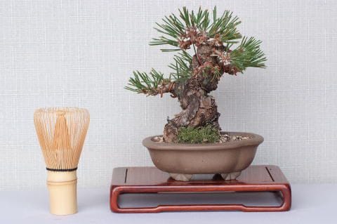 【一点物 匠の盆栽】 黒松 瑞宝 No.65