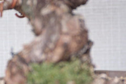 【一点物 匠の盆栽】 黒松 瑞宝 No.65