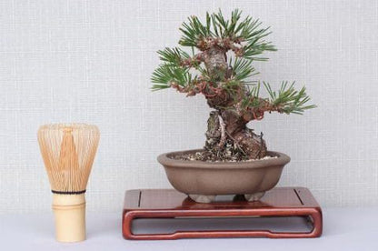 【一点物 匠の盆栽】 黒松 瑞宝 No.65