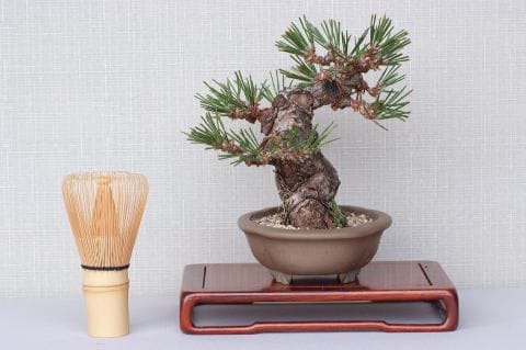 【一点物 匠の盆栽】 黒松 瑞宝 No.65