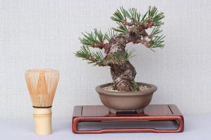 【一点物 匠の盆栽】 黒松 瑞宝 No.65