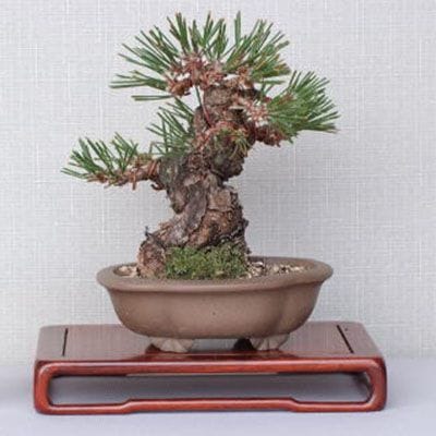 【一点物 匠の盆栽】 黒松 瑞宝 No.65