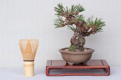 【一点物 匠の盆栽】 黒松 瑞宝 No.65