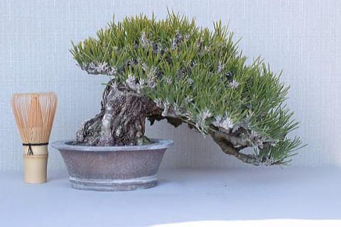 【一点物 匠の盆栽】 黒松 瑞宝 No.66