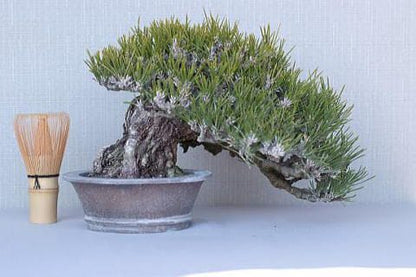 【一点物 匠の盆栽】 黒松 瑞宝 No.66
