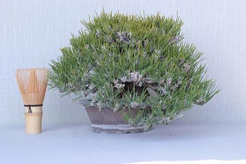 盆栽素材 黒松瑞宝-1 一点物 匠の盆栽】 黒松 瑞宝 No.66｜盆栽妙 – 盆栽妙 本店