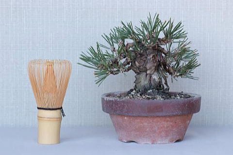 【一点物】盆栽・松の七宝焼 一点物】盆栽・松の七宝焼